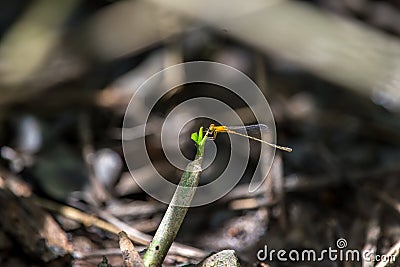 Four-Spot Midget Formal Name: Mortonagrion hiroseiï¼ŒFemale Stock Photo